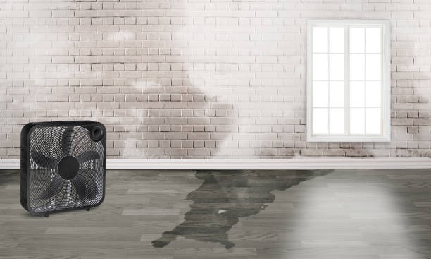 Best Water damage restoration services  in Arcola, TX
